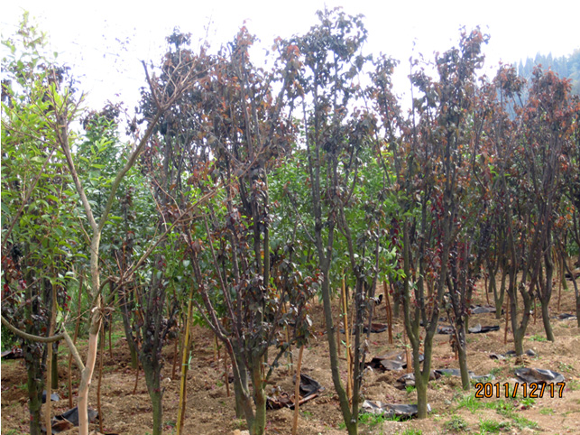 昆明高?；兀ㄈ?高海苗圃