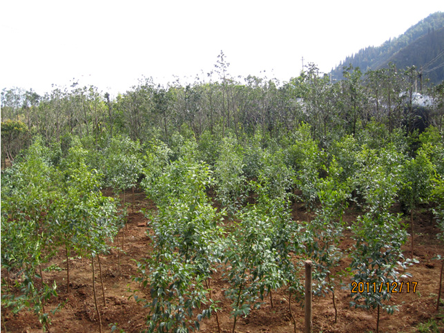 昆明高?；兀ㄋ模?高海苗圃